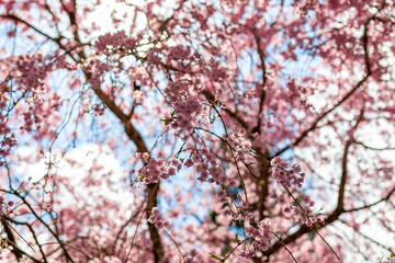 京都の三千院で見た、垂れ下がる桜の枝