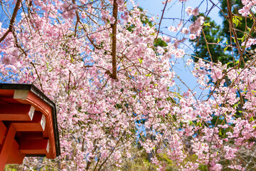 京都の三千院で見た、満開に咲き誇る桜の花