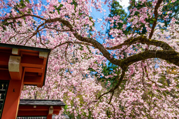 京都の三千院で見た、青空に映える桜の花