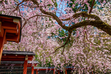 京都の三千院で見た、満開の桜の木と快晴の青空