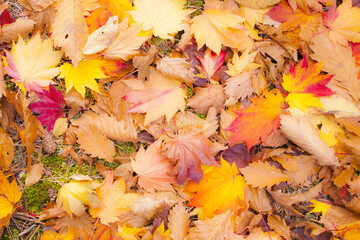 紅葉