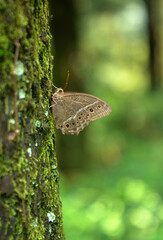 butterfly on a tree