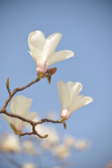 Magnolia flowers against a blue sky background