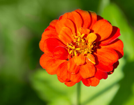 Close up of bright orange zinnia flower with variegated green background