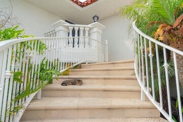 Naklejka premium Sleeping cat on a concrete stairs at Oceanside, California