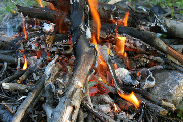 fire in the forest