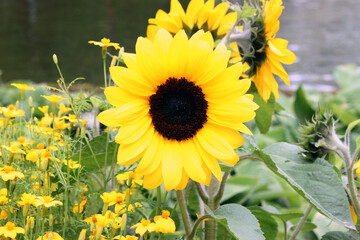 Obraz premium sunflower flower in close-up
