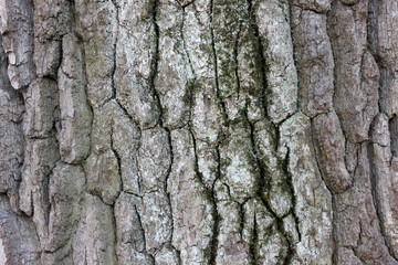 The texture of the bark. Wild tree. Background.