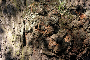 texture of the bark