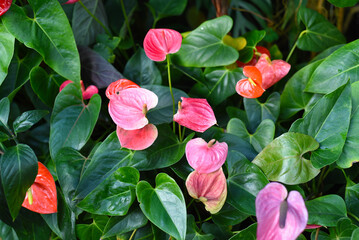 Anthurium Cavalli flower close up