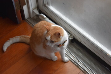 Orange and White American Shorthair (Felis catus) Being All Cute in Bloomington IL, USA