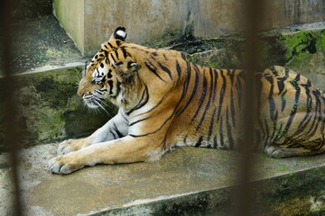 a tiger in the zoo who is lazing around