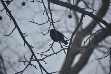 European starling (Sturnus vulgaris) perched in a tree Bloomington IL,  Mclean county, USA