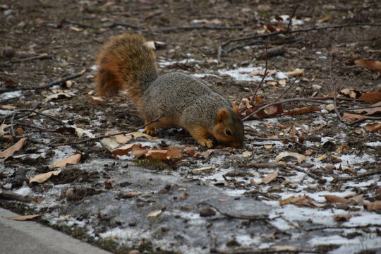 Cold Fox Squirrel (Sciurus Niger) At Illinois State University, Normal IL, USA