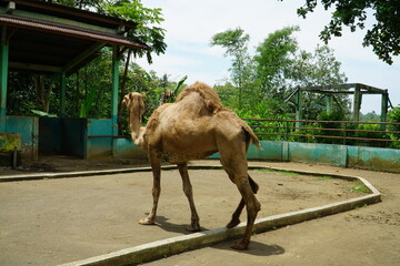 Naklejka premium A camel in the Banjarnegara Zoo, Central Java, Indonesia