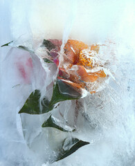 Frozen flowers inside of ice