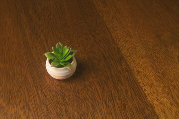 Suculent Plant White Pot Top View