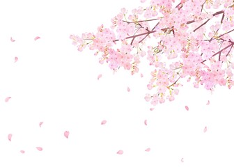 美しく華やかな満開の薄いピンク色の桜の花と花びら舞い散る春の白バックフレームベクター素材イラスト