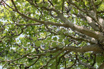 Fototapeta na wymiar crown of deciduous tree