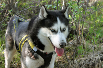 Naklejka na ściany i meble dog breed siberian husky