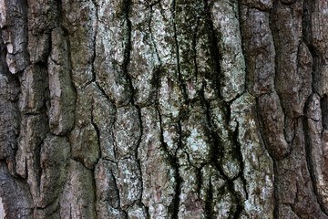 texture of the bark