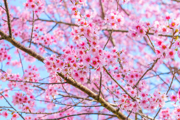 Sakura Thailand