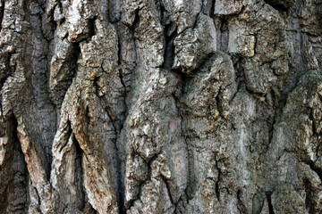texture of the bark