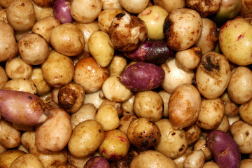 the tubers of young potatoes