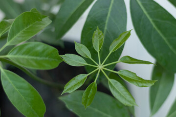 Schefflera umbrella tree with selective focus