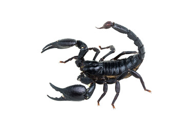 Emperor Scorpion, Pandinus imperator, of white background.