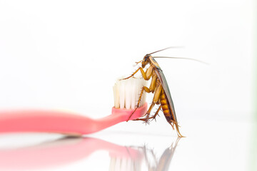 Cockroaches are on the toothbrush in the bathroom, and cockroaches also carry the germs to humans...