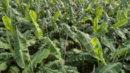 Aerial view of banana trees growing at field