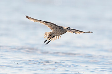 Fototapeta premium オオソリハシシギ飛翔