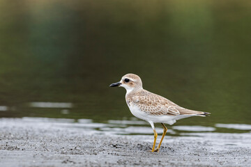 オオメダイチドリ幼鳥(Greater Sand Plover)