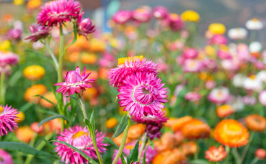 growing strawflowers