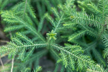 Araucaria Norfolk pine ornamental tree