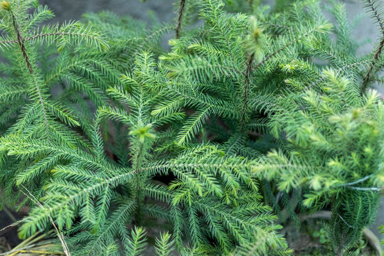 Araucaria Norfolk Island Pine plant