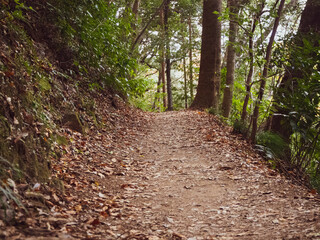 高尾山の三号路の登山道