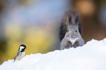 こんにちは © mihiro_wildlife