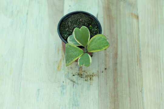 Hoya Kerrii Variegated Heart Shape Plant