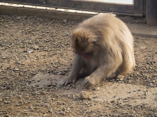 動物園の仲睦まじいサルの親子