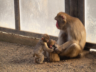 Obraz premium 動物園の仲睦まじいサルの親子