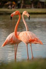 group of flamingos enjoying in the lake