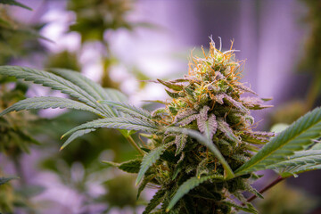 Close up of flowering cannabis plant - obrazy, fototapety, plakaty