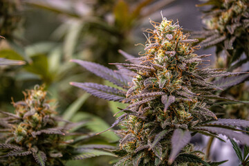 Close up of flowering cannabis plant