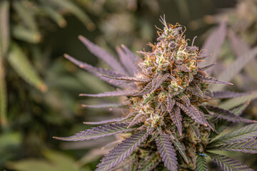 Naklejka na ściany i meble Close up of flowering cannabis plant