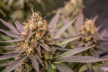 Close up of flowering cannabis plant