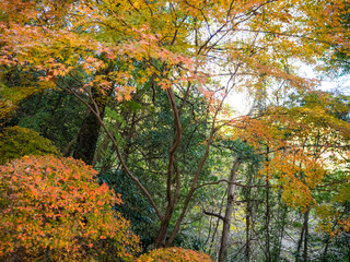 秋口の紅葉し始めた高尾山からの風景