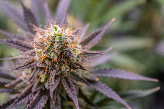 Close up of flowering cannabis plant