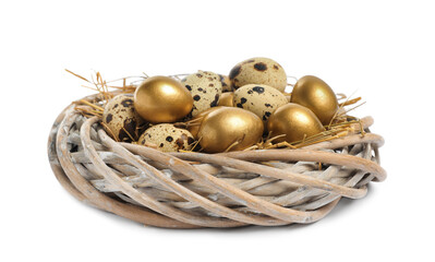 Nest with golden and ordinary quail eggs on white background